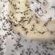 Illustration for article titled Amid Gun Control Protests, House Passes a Shitty, Ineffective Zika Virus Bill